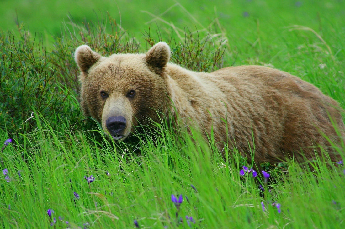Summer in Alaska is Closer Than You Think...